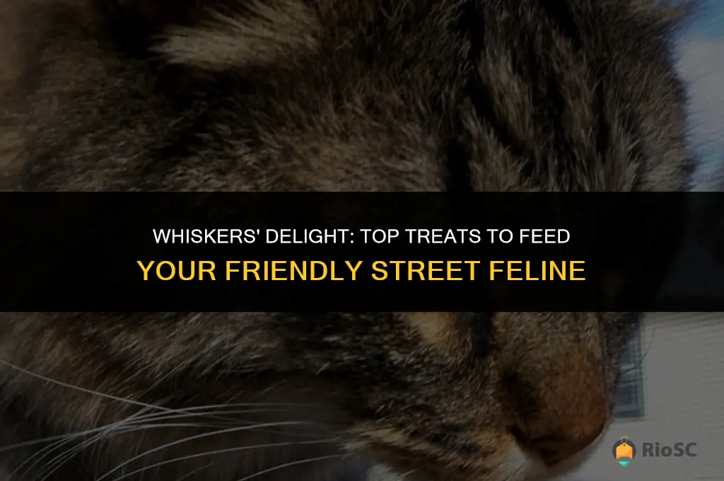 best food for street cat