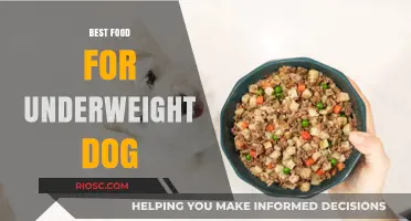 Nutritious Solutions: Top Foods to Help Your Underweight Dog Gain Healthy Weight
