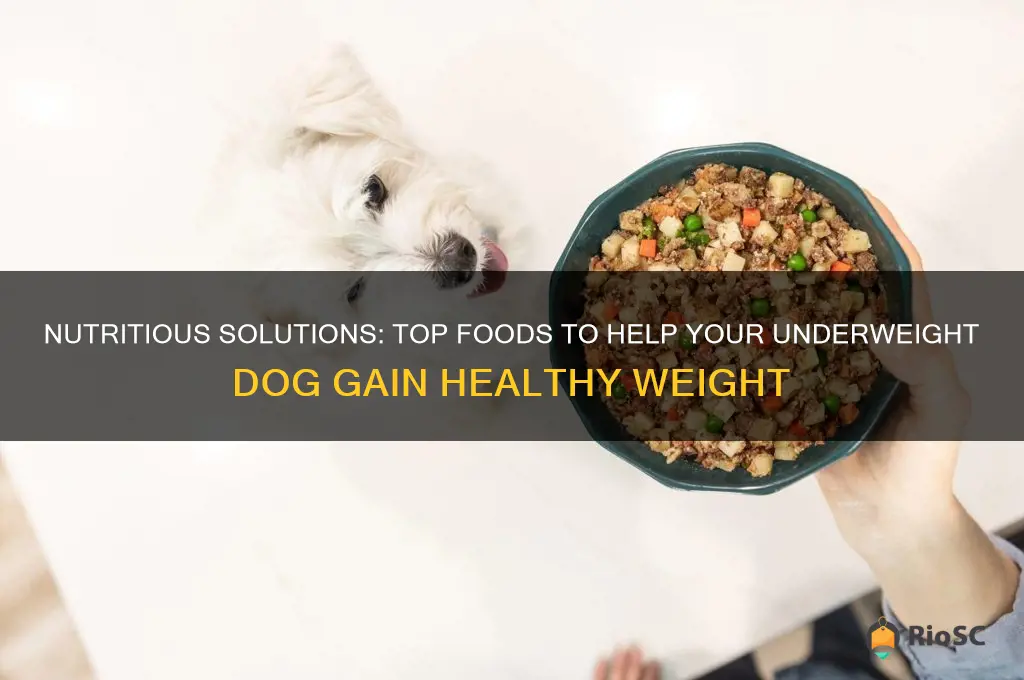 best food for underweight dog