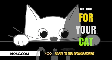 Nutrition for Your Feline Friend: A Guide to the Best Foods for Your Cat
