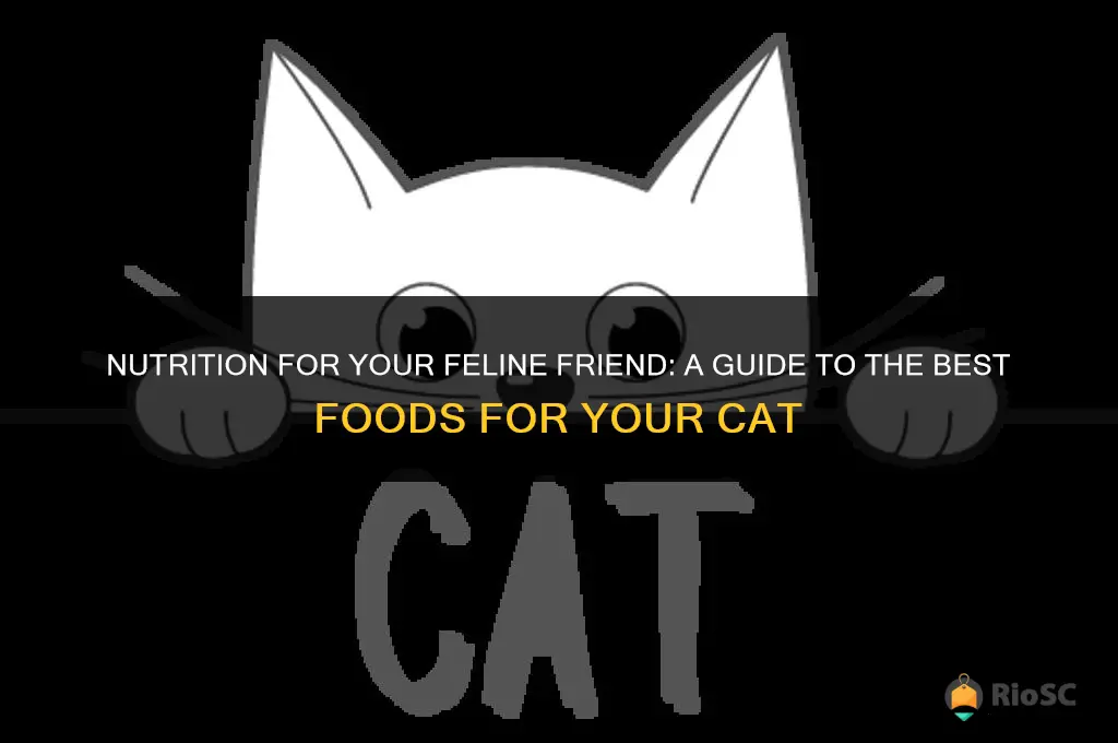 best food for your cat