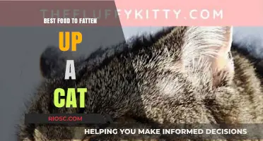 Nutritious Delights: Top Foods to Help Your Cat Gain Weight Healthily