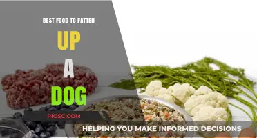 Nutritious Delights: Safe and Effective Ways to Help Your Dog Gain Weight