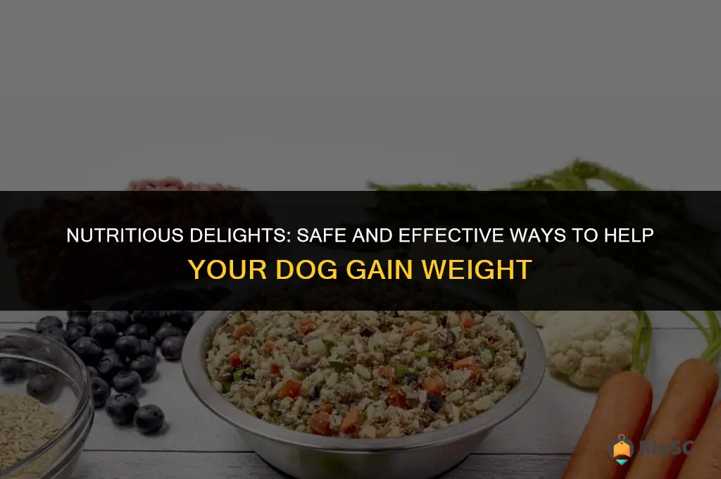 best food to fatten up a dog