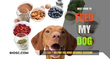 Nutritious Delights: A Guide to the Best Foods for Your Canine Companion