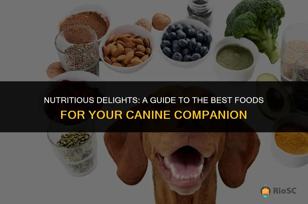 best food to feed my dog