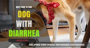 Soothing Your Dog's Diarrhea: Top Foods to Ease Their Tummy Troubles