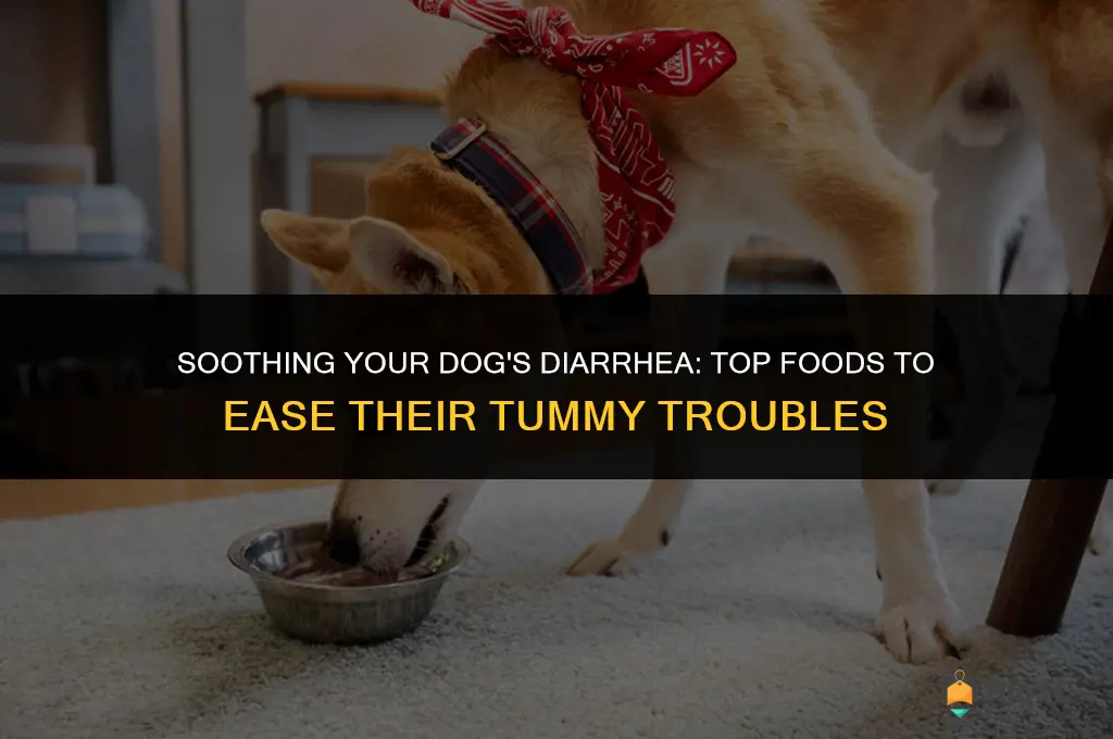 best food to give dog with diarrhea