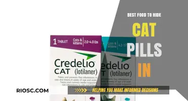 Sneaky Strategies: The Ultimate Guide to Hiding Cat Pills in Food