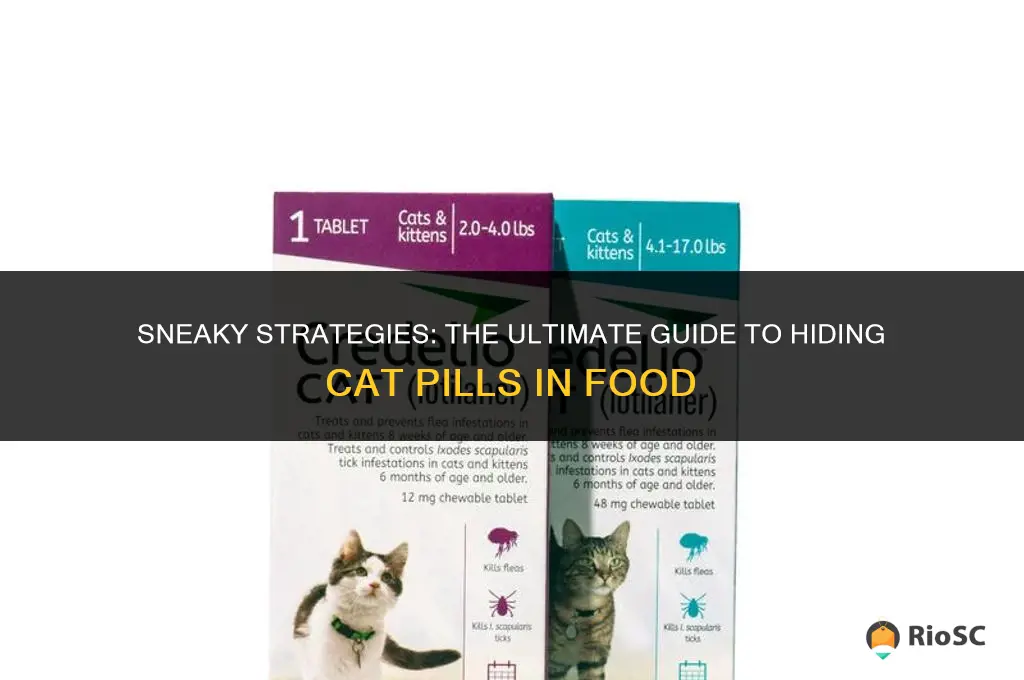 best food to hide cat pills in