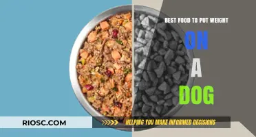 Nutritious Weight Gain Solutions: Top Foods to Help Your Dog Pack on Healthy Pounds