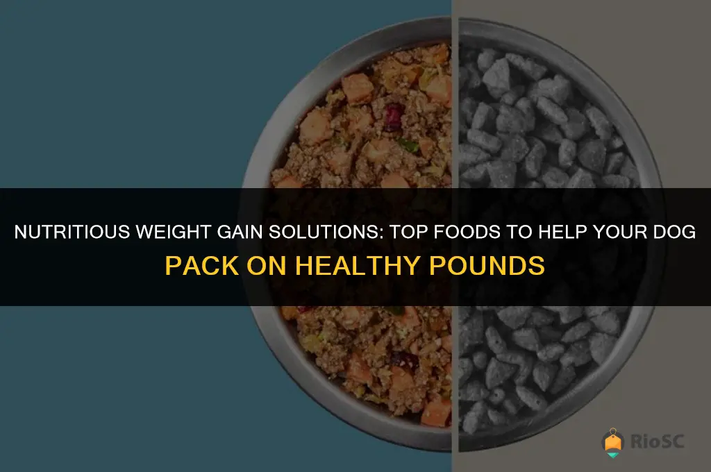 best food to put weight on a dog