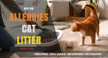Top Hypoallergenic Cat Litter Options for Allergy Sufferers