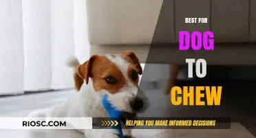 Top Chew Toys for Dogs: Safe and Durable Options to Keep Your Pup Happy and Healthy