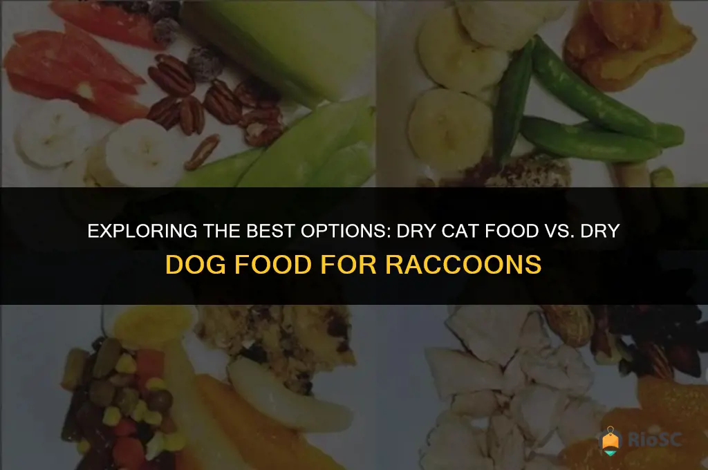 best for raccoons dry cat food or dry dog food