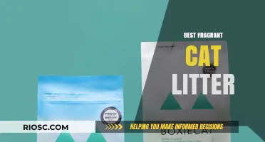 Top Picks for the Best Fragrant Cat Litter: Keep Your Home Smelling Fresh