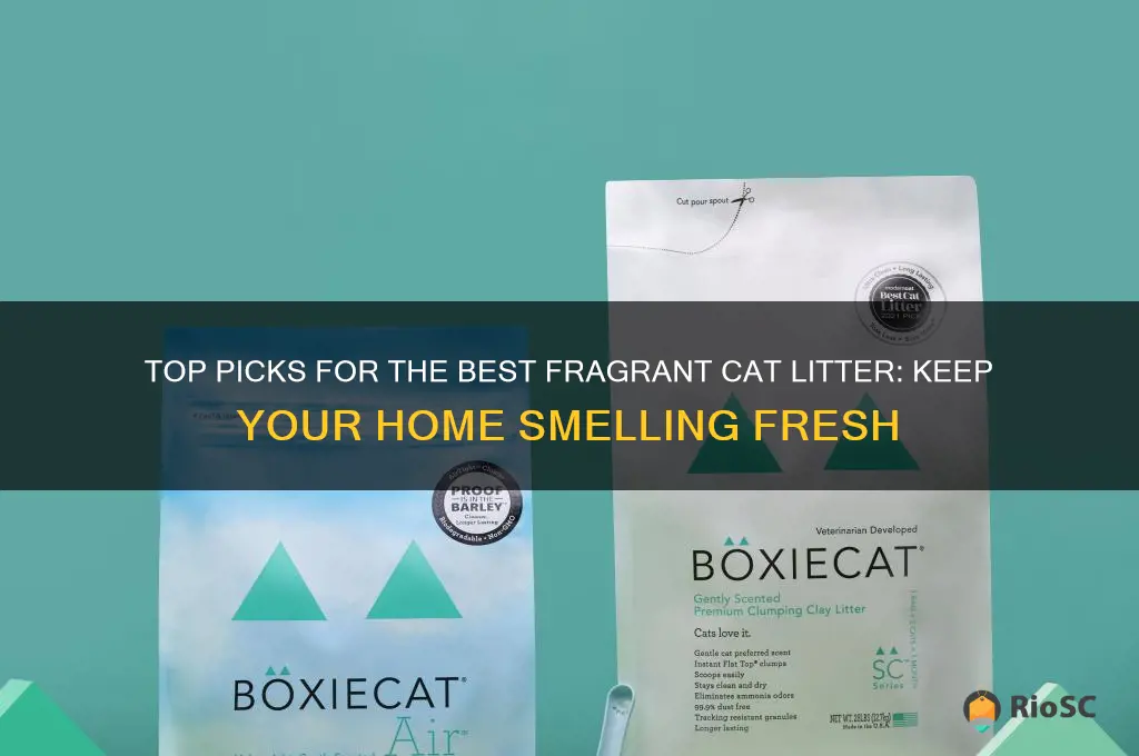 best fragrant cat litter