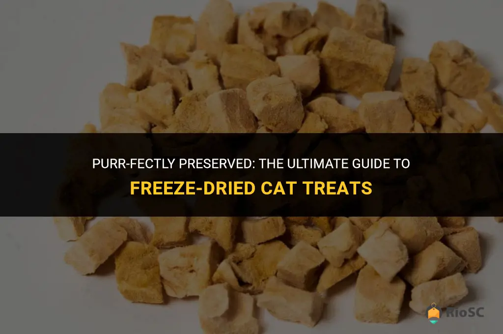 best freeze dried cat treats