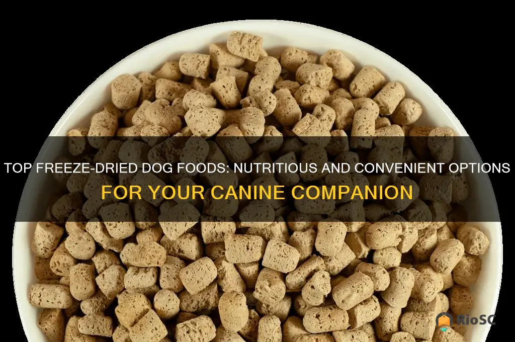 best freeze dried dog foods