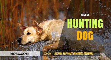Top Breeds for Georgia Hunting: Finding the Perfect Canine Companion for Your Outdoor Adventures