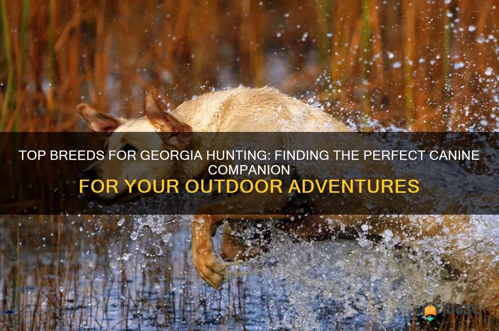 best ga hunting dog