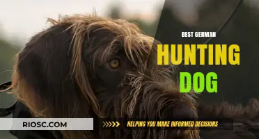 Top German Hunting Dog Breeds: Unmatched Skills and Loyalty in the Field