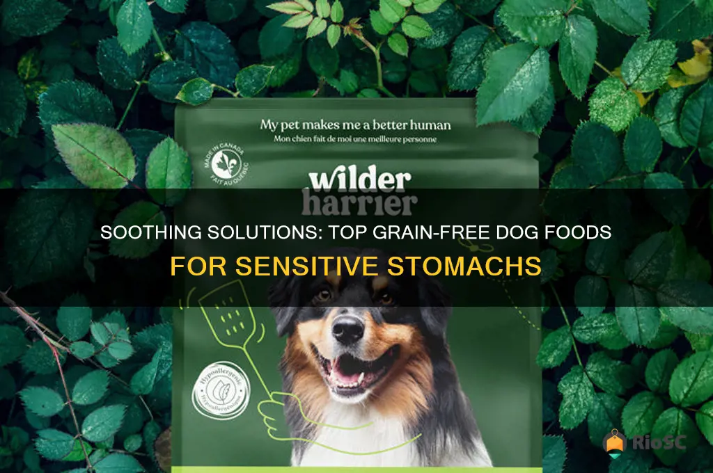 best grain free dog food for sensitive stomach