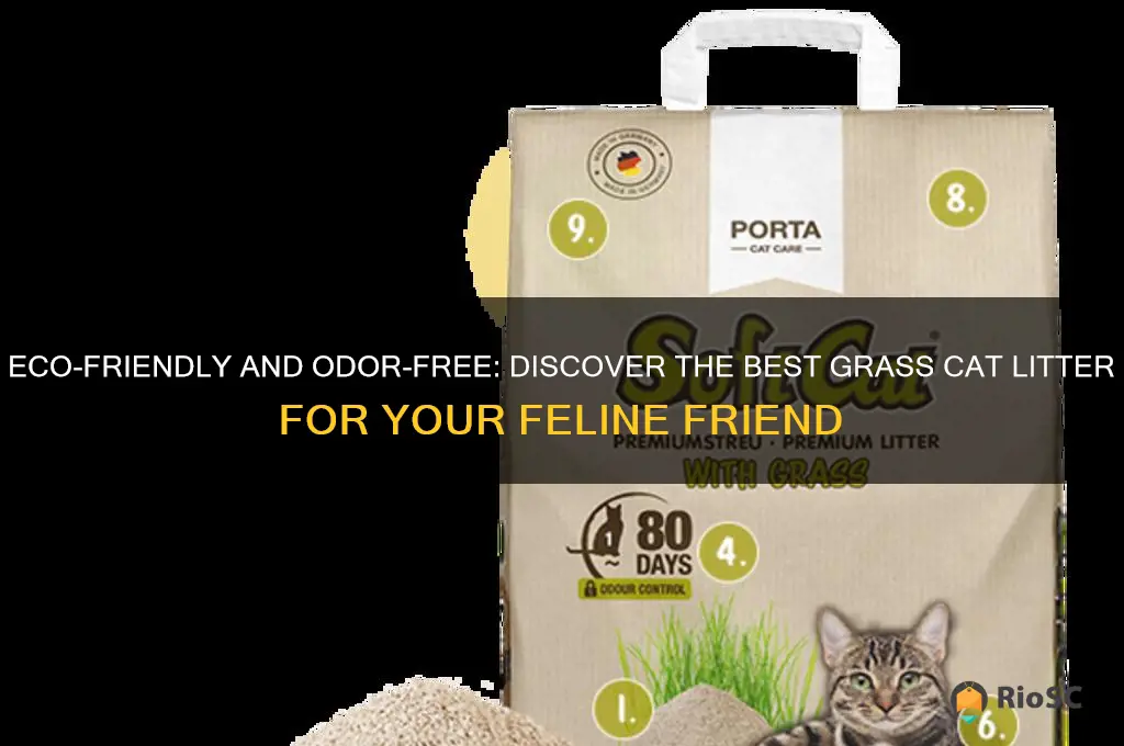 best grass cat litter