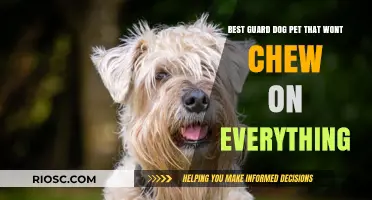 Top Guard Dog Breeds That Protect Your Home Without Destroying Your Belongings