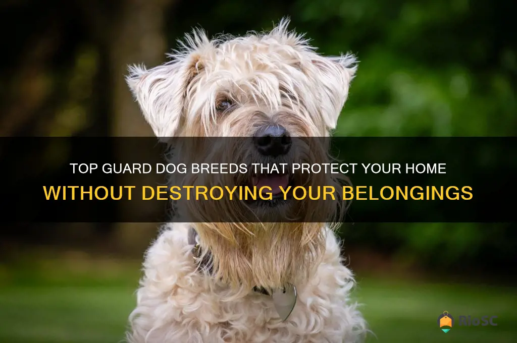 best guard dog pet that wont chew on everything