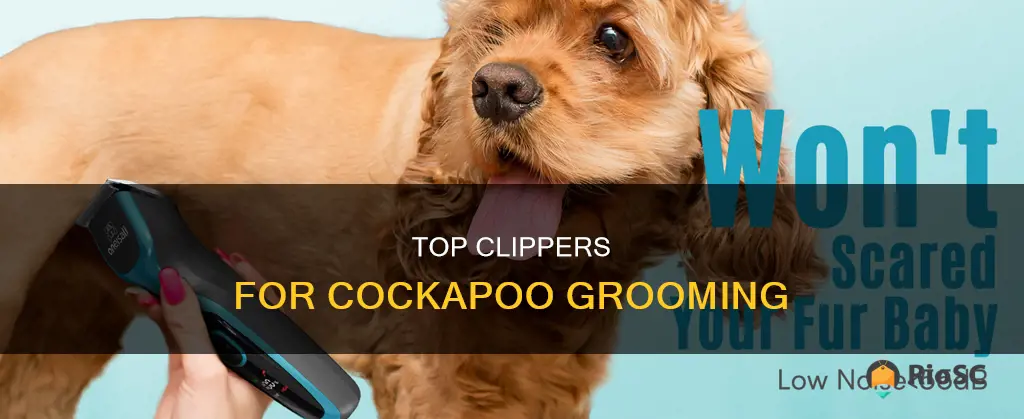 best hair clippers for cockapoo