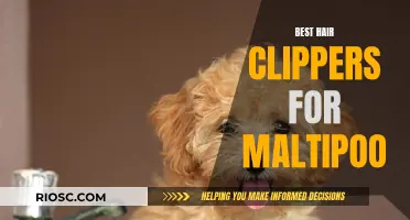 Top Clippers for a Seamless Maltipoo Grooming Experience