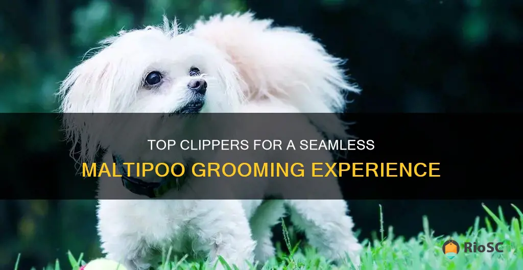 best hair clippers for maltipoo