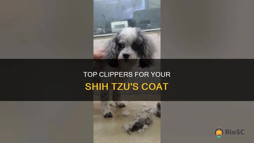 best hair clippers for shih tzu