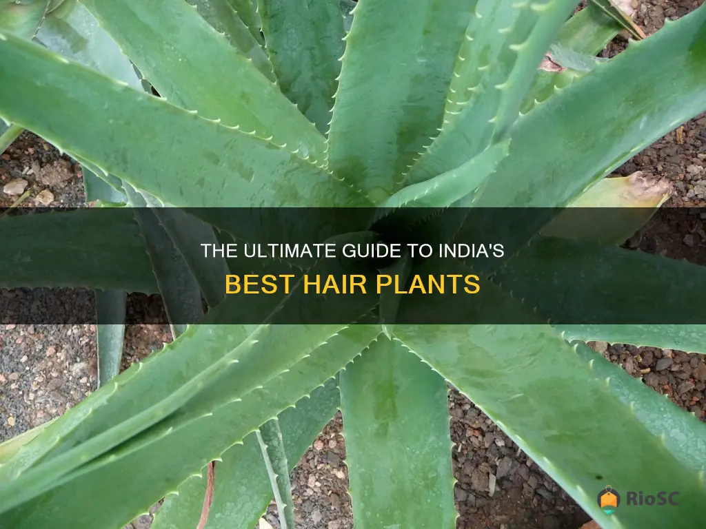 best hair plant in india