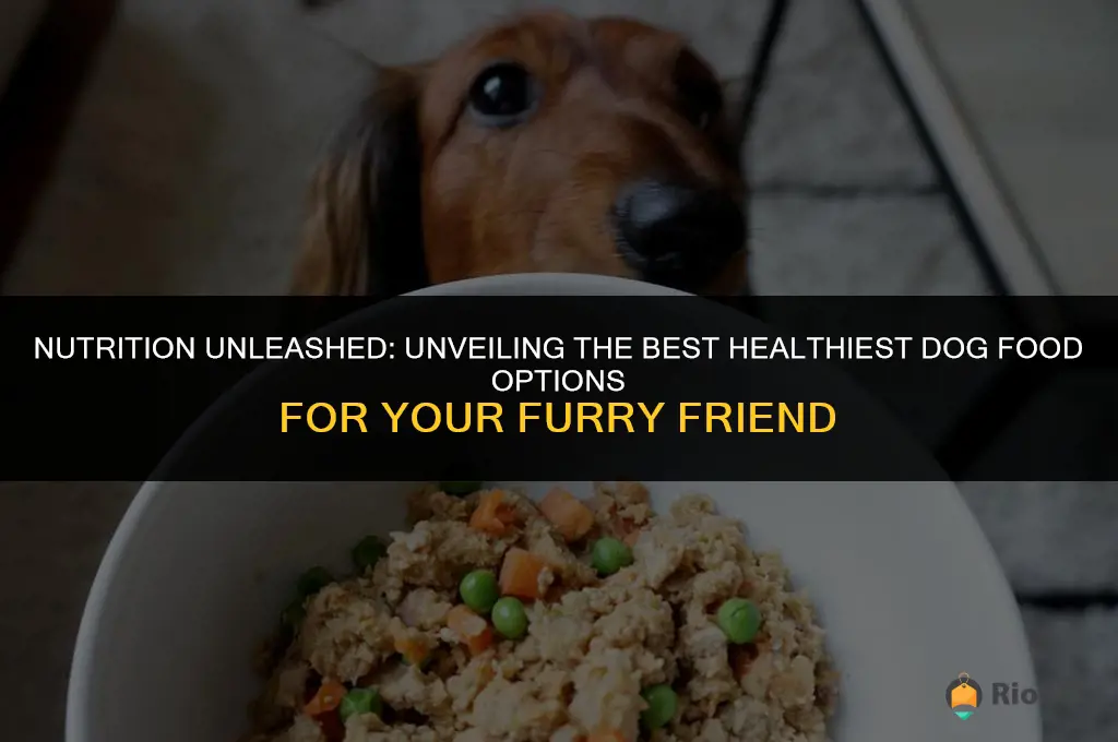 best healthiest dog food