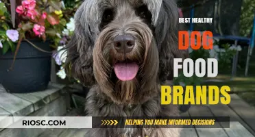 Top Picks for Your Furry Friend: The Best Healthy Dog Food Brands of 2024