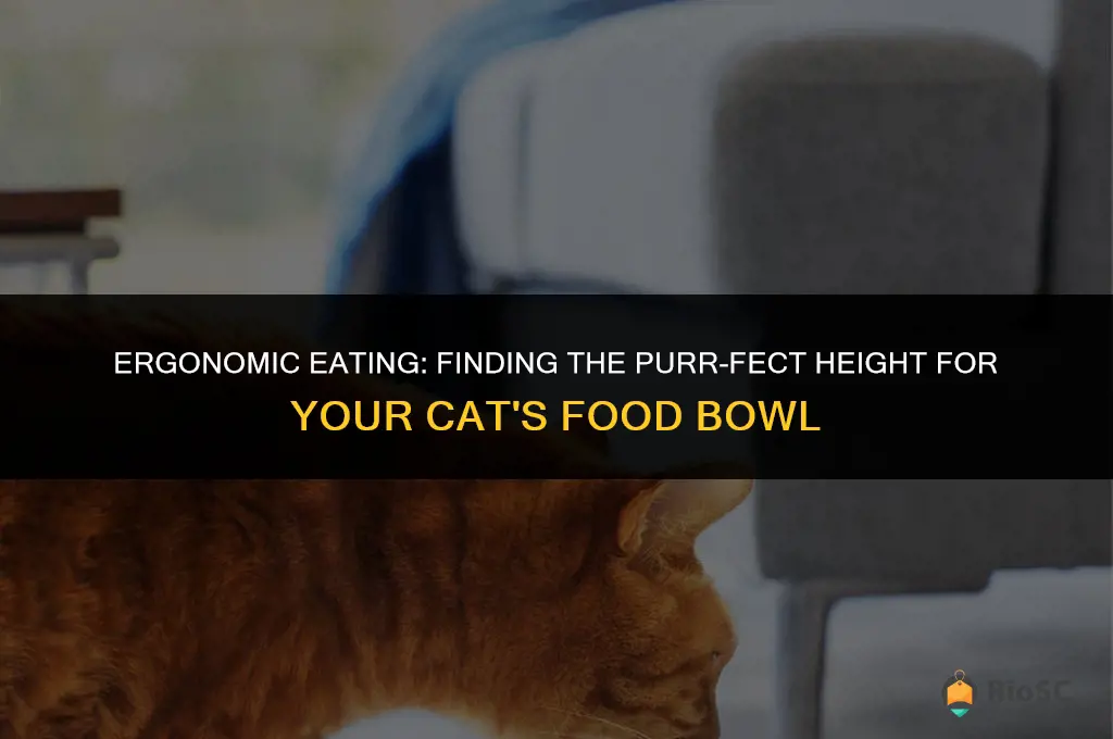best height for cat food bowl