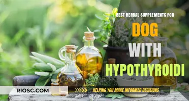 Natural Remedies for Canine Hypothyroidism: Top Herbal Supplements to Support Your Dog's Thyroid Health