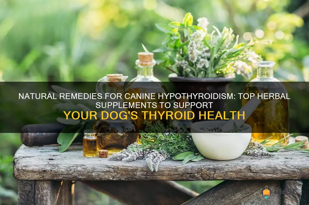 best herbal supplements for dog with hypothyroidism