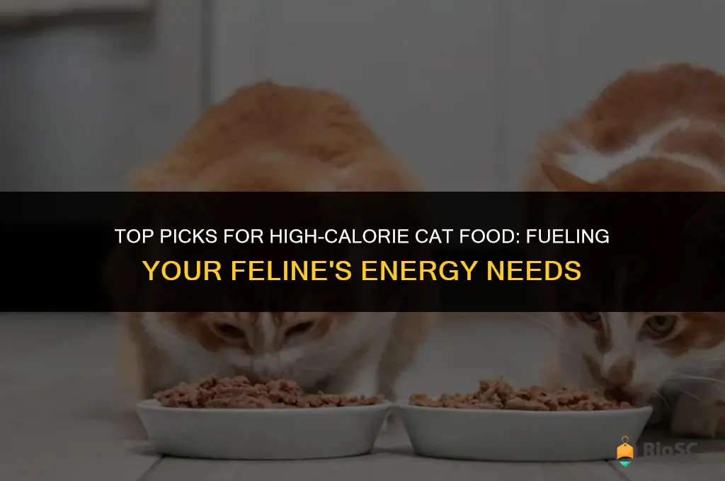 best high calorie cat food