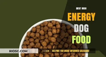 Fuel Your Active Pup: Top High-Energy Dog Foods for Boundless Energy