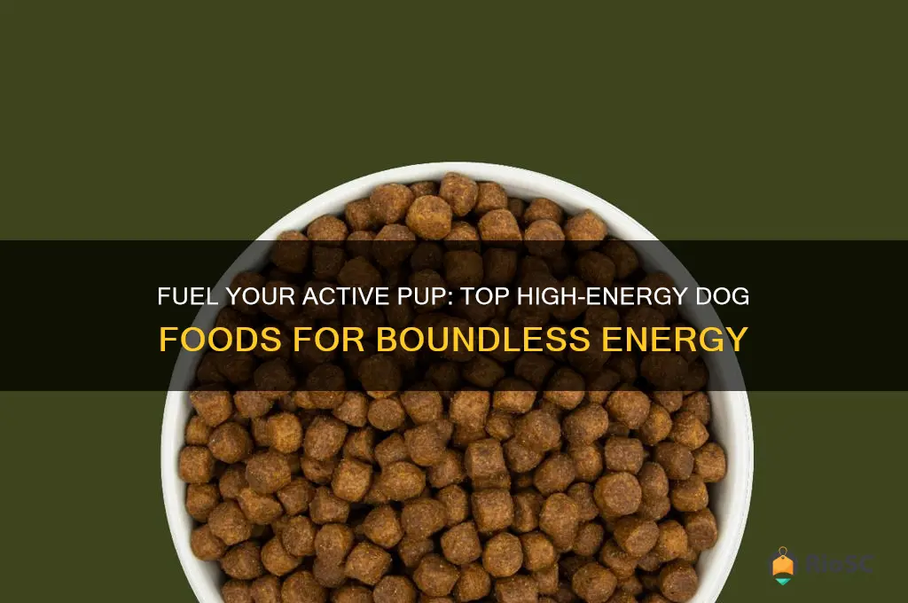 best high energy dog food