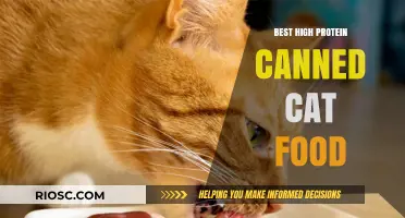 Top Picks for High-Protein Canned Cat Food: Fueling Your Feline's Health