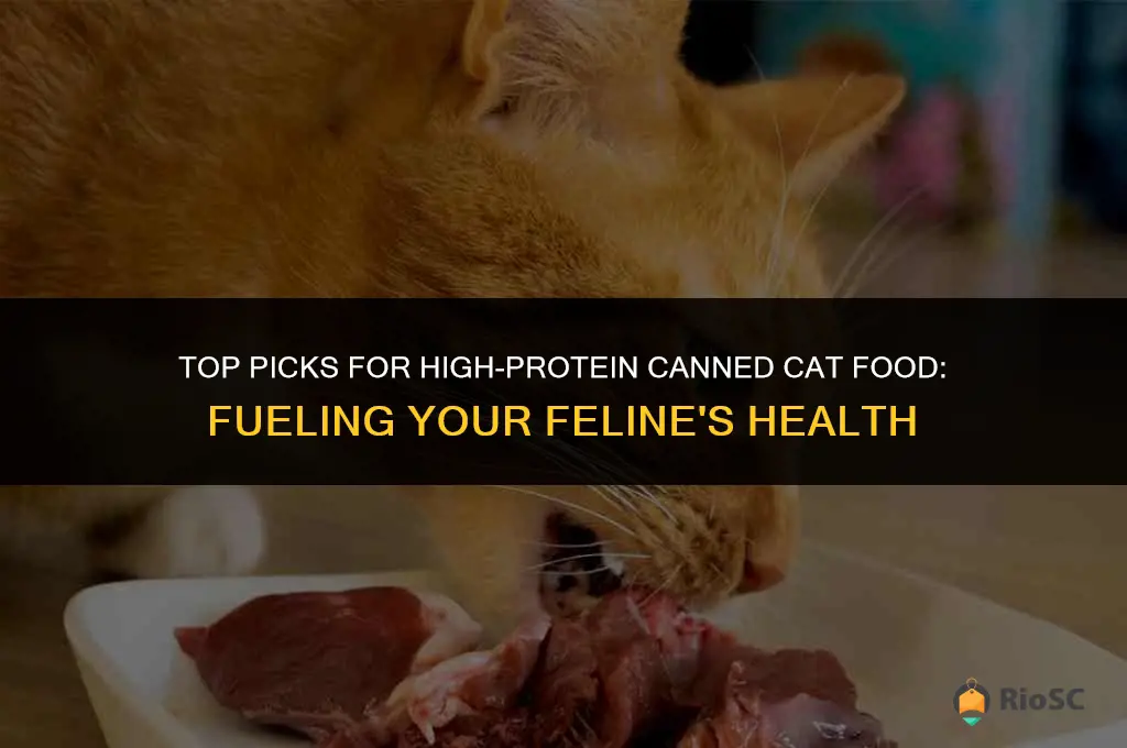 best high protein canned cat food