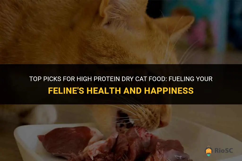 best high protein dry cat food