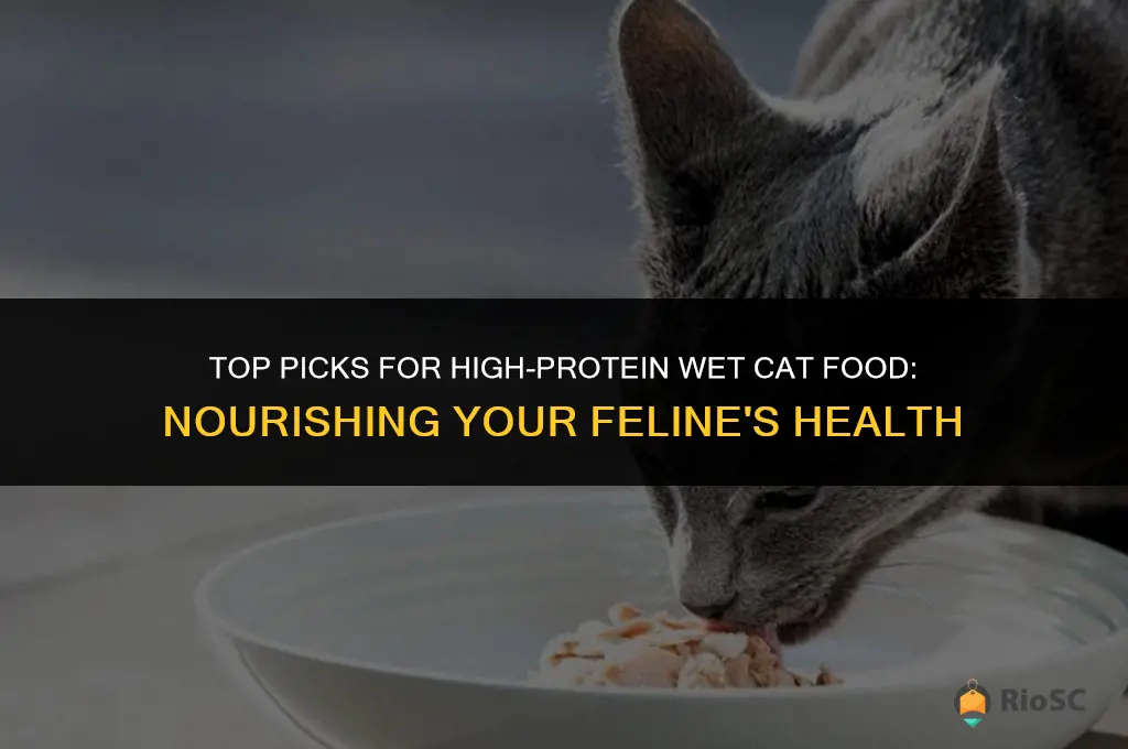 best high protein wet cat food