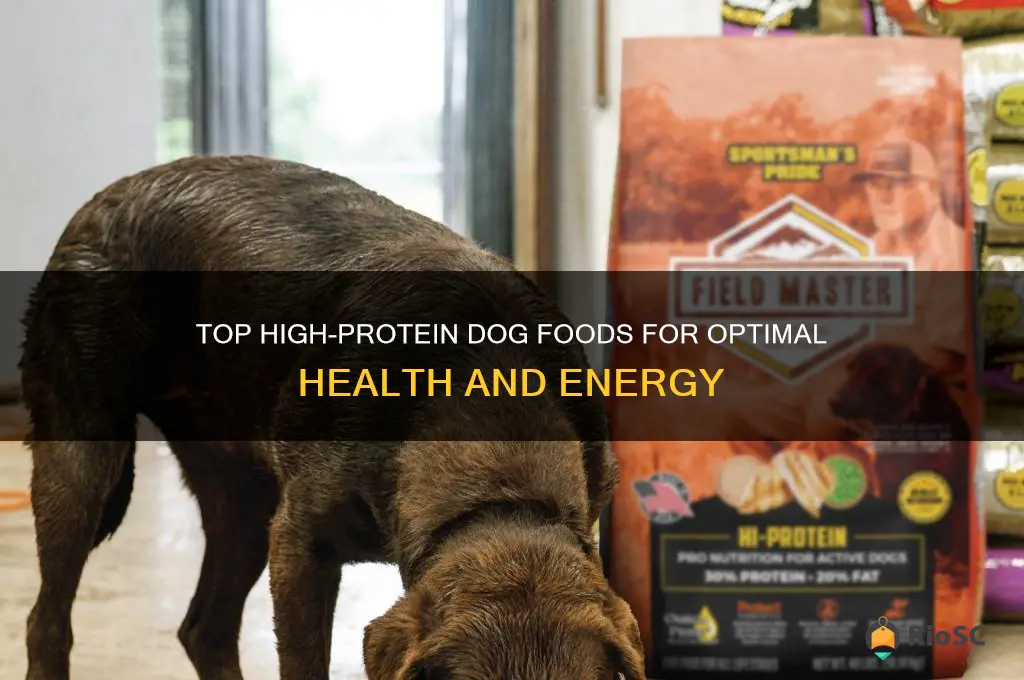best high protien dog food