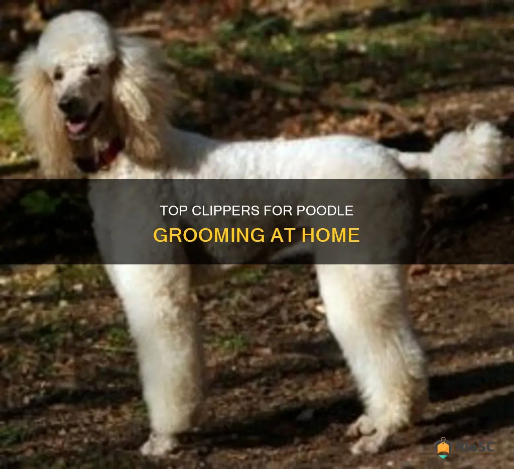 best home clippers for poodle hair