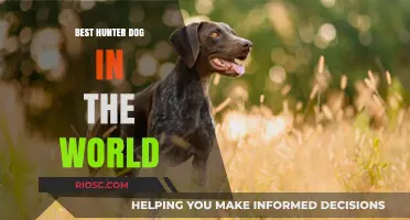 Top Breeds for Hunting: Unveiling the World's Best Hunter Dog